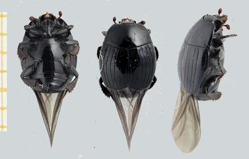 Réf. 349 016 : Margarinotus punctiventer